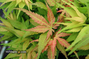 - Acer palmatum 'Mystic Mikawa' Miniature Japanese Maple - Mr Maple │ Buy Japanese Maple Trees