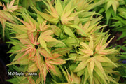 - Acer palmatum 'Mystic Mikawa' Miniature Japanese Maple - Mr Maple │ Buy Japanese Maple Trees