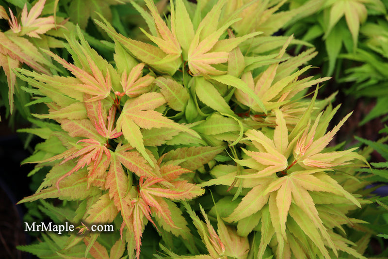 - Acer palmatum 'Mystic Mikawa' Miniature Japanese Maple - Mr Maple │ Buy Japanese Maple Trees