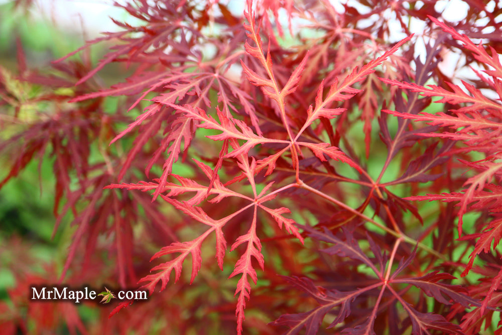Acer palmatum 'Eye of The Tiger' Japanese Maple