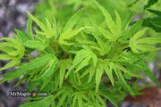 - Acer palmatum Kryptonite™ Japanese Maple - Mr Maple │ Buy Japanese Maple Trees