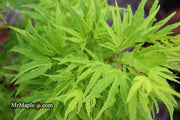 - Acer palmatum Kryptonite™ Japanese Maple - Mr Maple │ Buy Japanese Maple Trees