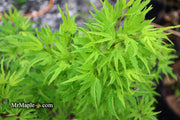 - Acer palmatum Kryptonite™ Japanese Maple - Mr Maple │ Buy Japanese Maple Trees