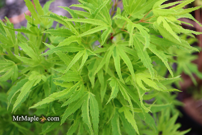 - Acer palmatum Kryptonite™ Japanese Maple - Mr Maple │ Buy Japanese Maple Trees