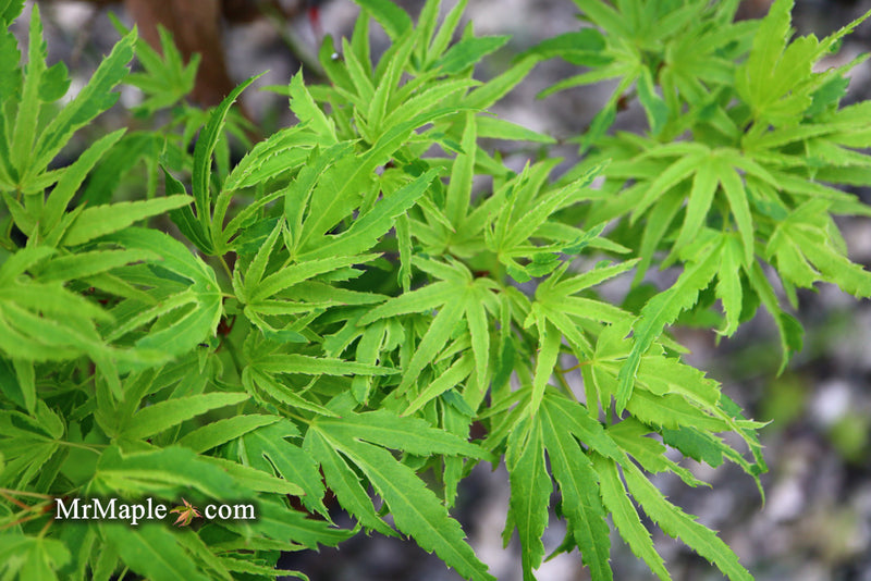 - Acer palmatum Kryptonite™ Japanese Maple - Mr Maple │ Buy Japanese Maple Trees