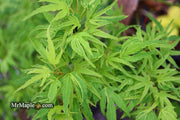 - Acer palmatum Kryptonite™ Japanese Maple - Mr Maple │ Buy Japanese Maple Trees