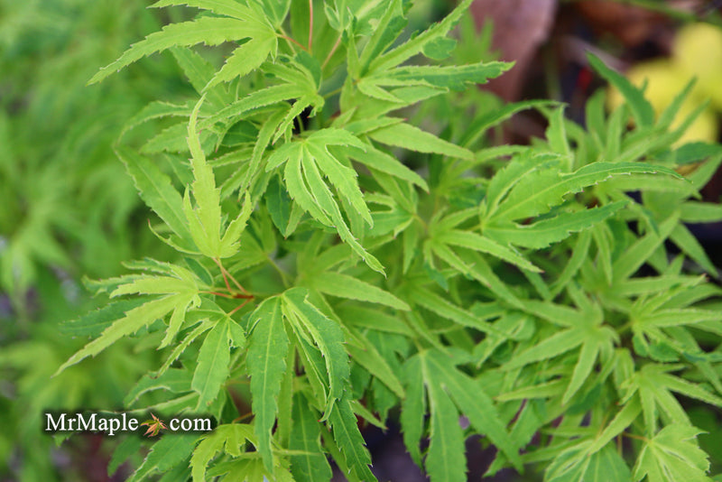 - Acer palmatum Kryptonite™ Japanese Maple - Mr Maple │ Buy Japanese Maple Trees