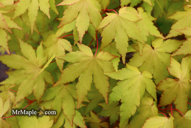 - Acer palmatum 'Dragon Master' Golden Weeping Japanese Maple - Mr Maple │ Buy Japanese Maple Trees