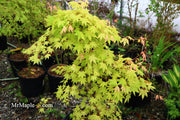 - Acer palmatum 'Dragon Master' Golden Weeping Japanese Maple - Mr Maple │ Buy Japanese Maple Trees