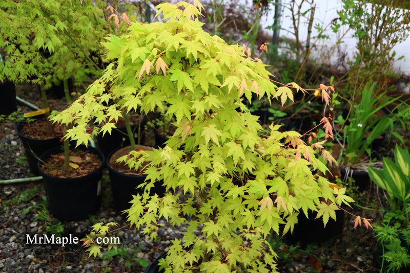 - Acer palmatum 'Dragon Master' Golden Weeping Japanese Maple - Mr Maple │ Buy Japanese Maple Trees