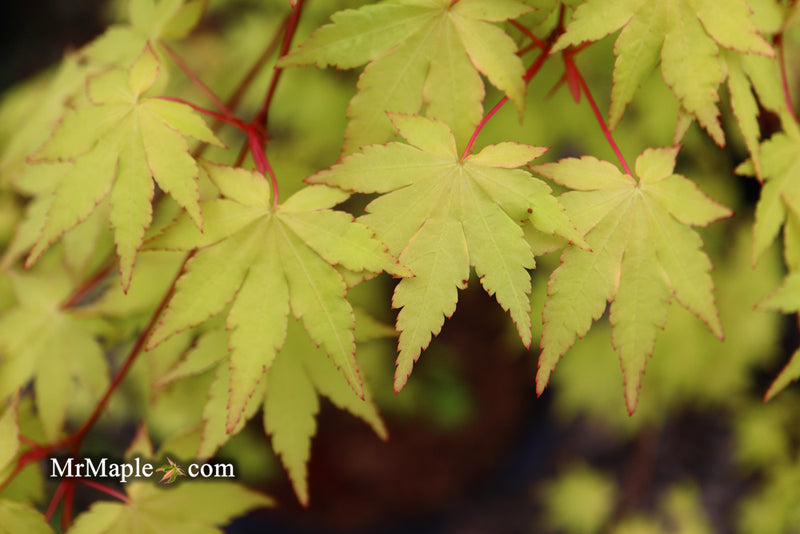 - Acer palmatum 'Dragon Master' Golden Weeping Japanese Maple - Mr Maple │ Buy Japanese Maple Trees