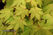 - Acer palmatum 'Dragon Master' Golden Weeping Japanese Maple - Mr Maple │ Buy Japanese Maple Trees