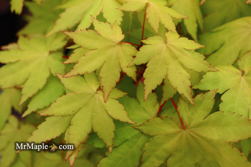 - Acer palmatum 'Dragon Master' Golden Weeping Japanese Maple - Mr Maple │ Buy Japanese Maple Trees