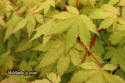 - Acer palmatum 'Dragon Master' Golden Weeping Japanese Maple - Mr Maple │ Buy Japanese Maple Trees