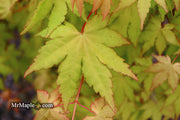 - Acer palmatum 'Dragon Master' Golden Weeping Japanese Maple - Mr Maple │ Buy Japanese Maple Trees