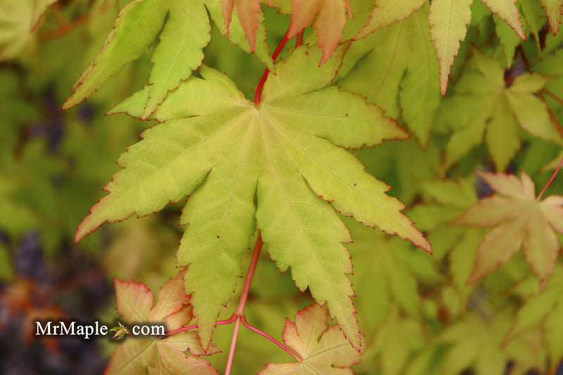 - Acer palmatum 'Dragon Master' Golden Weeping Japanese Maple - Mr Maple │ Buy Japanese Maple Trees
