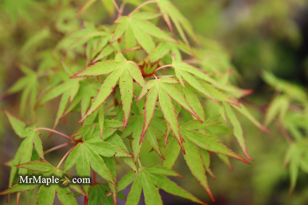 Acer palmatum 'Tsukasa Dwarf' Japanese Maple