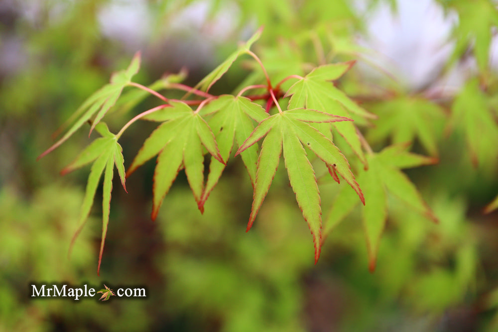 Acer palmatum 'Tsukasa Dwarf' Japanese Maple