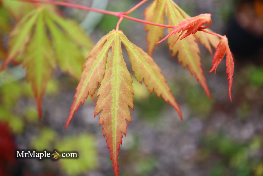 Acer palmatum 'Yama momiji' Japanese Maple