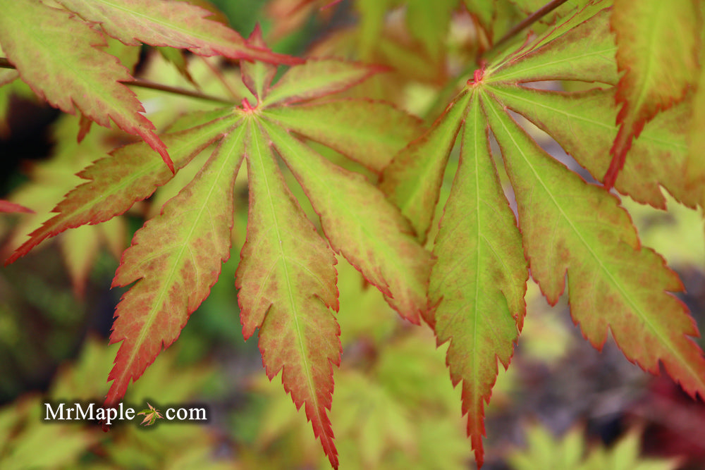 Acer palmatum 'Yama momiji' Japanese Maple
