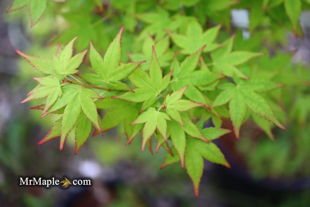 Acer palmatum 'Muka' Japanese Maple