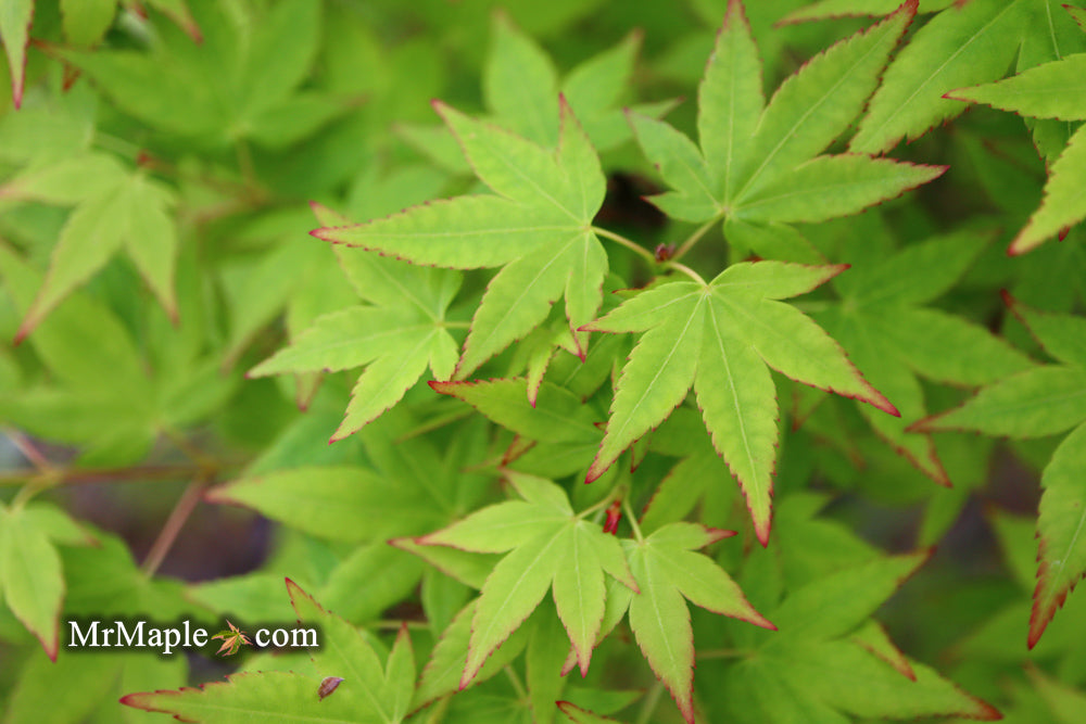 Acer palmatum 'Muka' Japanese Maple