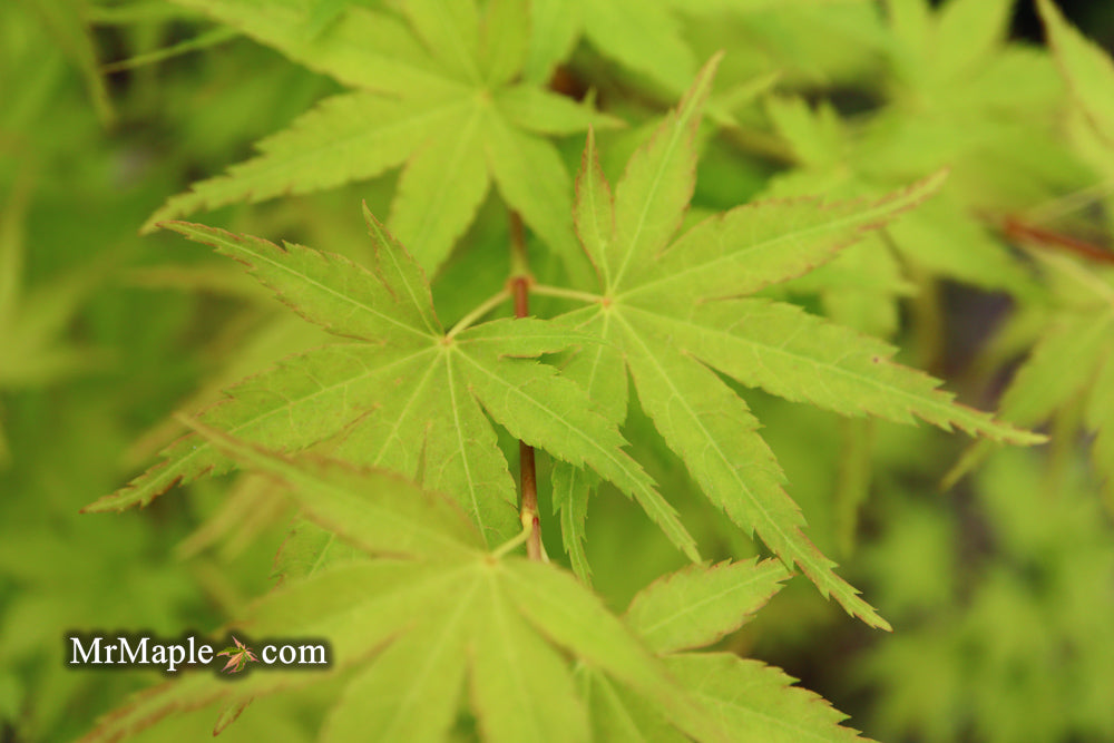 Acer palmatum 'Horizontalis' Japanese Maple