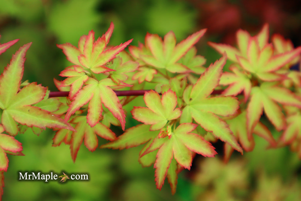 Acer palmatum 'Koto maru' Dwarf Japanese Maple