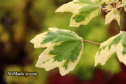 - Acer campestre 'Carnival' White Variegated Maple - Mr Maple │ Buy Japanese Maple Trees