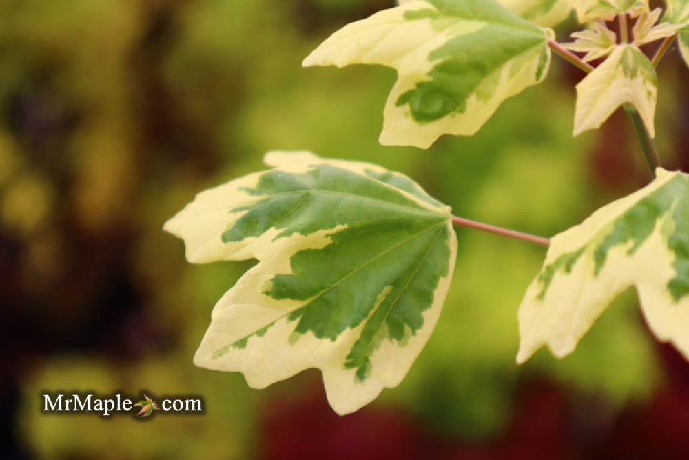Acer campestre 'Carnival' White Variegated Maple