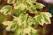 - Acer campestre 'Carnival' White Variegated Maple - Mr Maple │ Buy Japanese Maple Trees