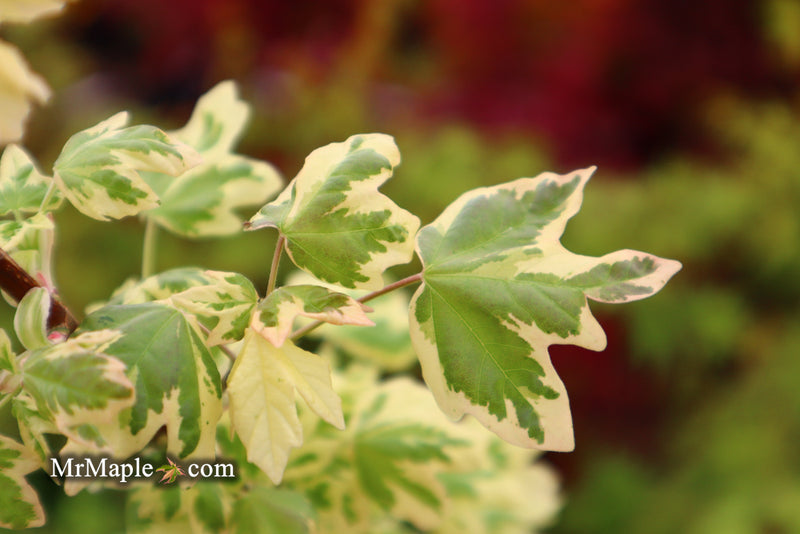 - Acer campestre 'Carnival' White Variegated Maple - Mr Maple │ Buy Japanese Maple Trees