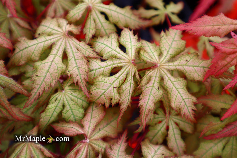 - Acer palmatum 'Ruby de Sofia’ Japanese Maple - Mr Maple │ Buy Japanese Maple Trees