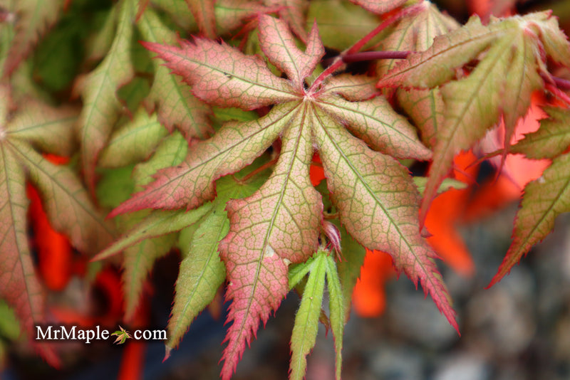 - Acer palmatum 'Ruby de Sofia’ Japanese Maple - Mr Maple │ Buy Japanese Maple Trees