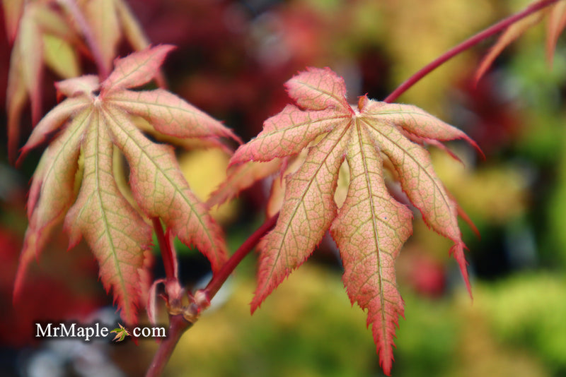 - Acer palmatum 'Ruby de Sofia’ Japanese Maple - Mr Maple │ Buy Japanese Maple Trees