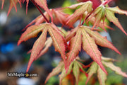 - Acer palmatum 'Ruby de Sofia’ Japanese Maple - Mr Maple │ Buy Japanese Maple Trees