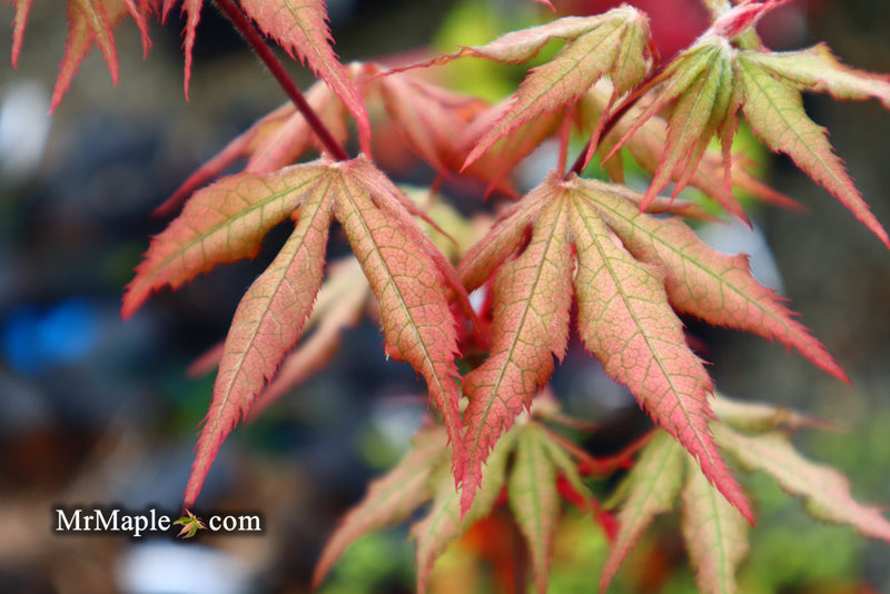 - Acer palmatum 'Ruby de Sofia’ Japanese Maple - Mr Maple │ Buy Japanese Maple Trees