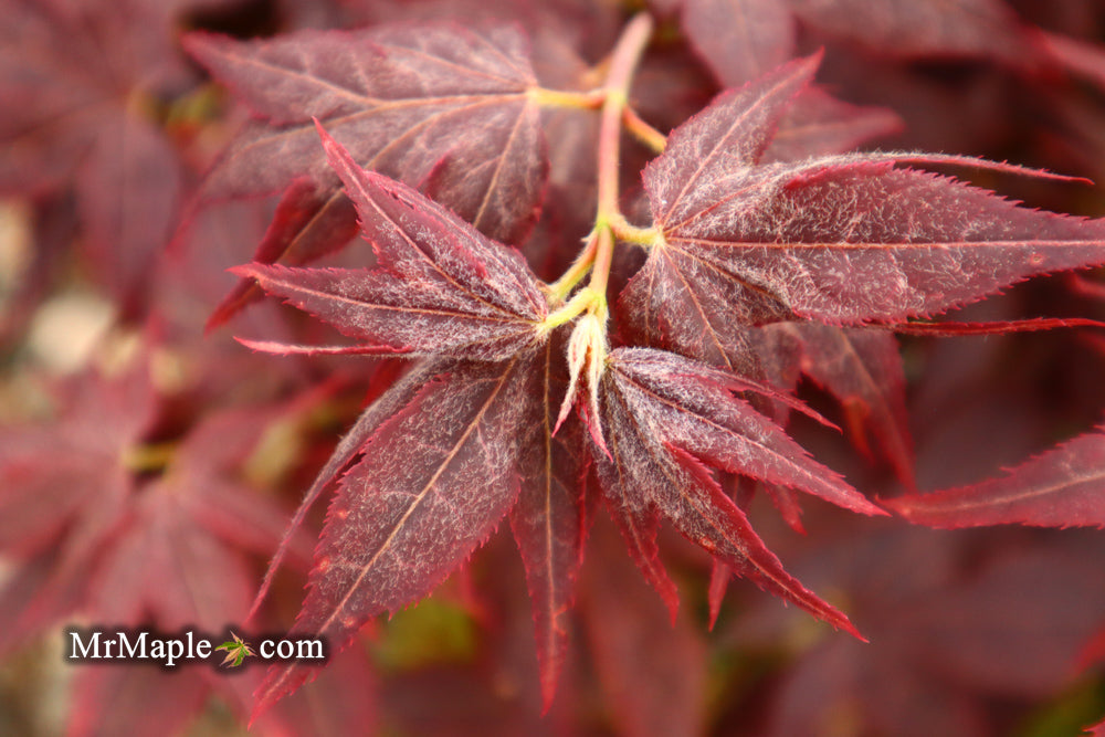 Acer palmatum 'Ruby Ridge' Japanese Maple