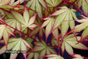 - Acer palmatum 'Firefly' Japanese Maple - Mr Maple │ Buy Japanese Maple Trees