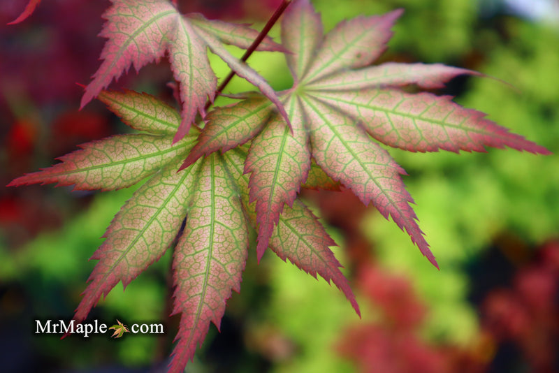 - Acer palmatum 'Firefly' Japanese Maple - Mr Maple │ Buy Japanese Maple Trees