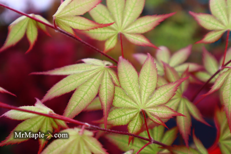 - Acer palmatum 'Firefly' Japanese Maple - Mr Maple │ Buy Japanese Maple Trees