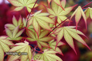 - Acer palmatum 'Firefly' Japanese Maple - Mr Maple │ Buy Japanese Maple Trees
