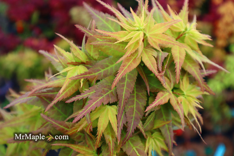 - Acer palmatum 'Japanese Princess' Dwarf Japanese Maple - Mr Maple │ Buy Japanese Maple Trees