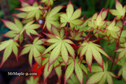 - Acer palmatum 'Firefly' Japanese Maple - Mr Maple │ Buy Japanese Maple Trees