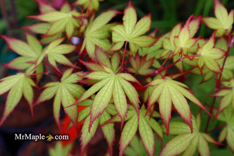- Acer palmatum 'Firefly' Japanese Maple - Mr Maple │ Buy Japanese Maple Trees