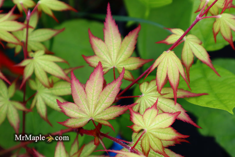 - Acer palmatum 'Firefly' Japanese Maple - Mr Maple │ Buy Japanese Maple Trees