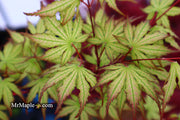 - Acer palmatum 'Firefly' Japanese Maple - Mr Maple │ Buy Japanese Maple Trees