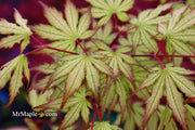 - Acer palmatum 'Firefly' Japanese Maple - Mr Maple │ Buy Japanese Maple Trees