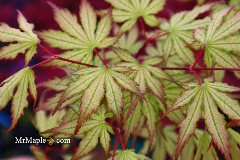 - Acer palmatum 'Firefly' Japanese Maple - Mr Maple │ Buy Japanese Maple Trees