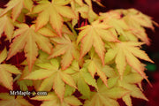 - Acer palmatum 'Dragon Master' Golden Weeping Japanese Maple - Mr Maple │ Buy Japanese Maple Trees
